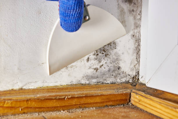 Best Emergency Mold Remediation  in USA